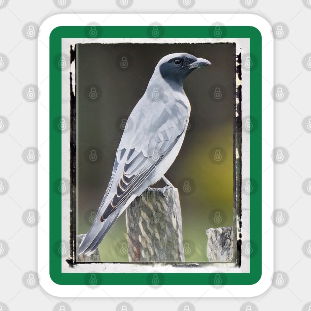 Cuckoo, Australia. The cuckoo, a shy bird, is found on the east coast of Australia. Sticker by Kielly